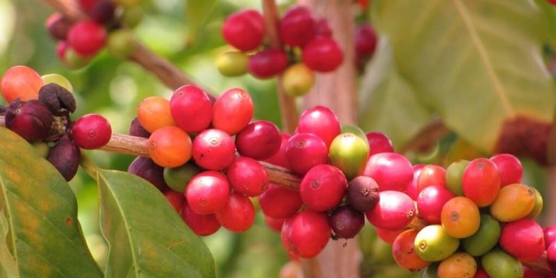 What is Peaberry Kona Coffee? Everything You Need Know!